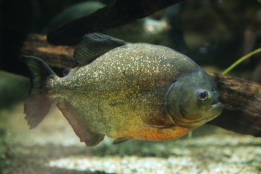 kırmızı karınlı piranha (pygocentrus nattereri)