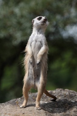 çöl faresi (suricata suricatta)