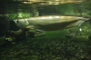 Gümüş arowana (osteoglossum bicirrhosum)