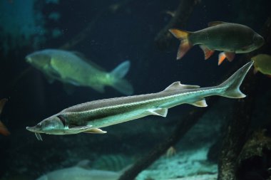 SterIeti (Acipenser ruthenus) ve rudd (Scardinius erythropthalmu)