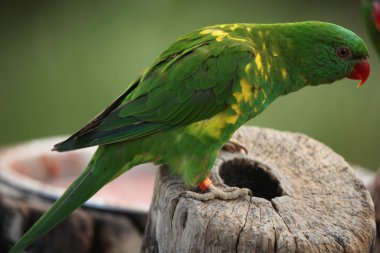 pullu göğüslü lori (trichoglossus chlorolepidotus)