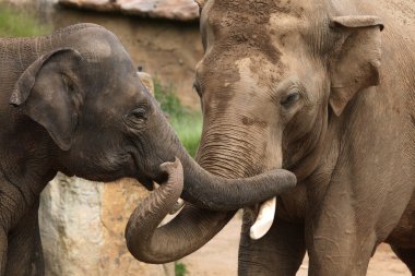 Hint filler (elephas maximus indicus)