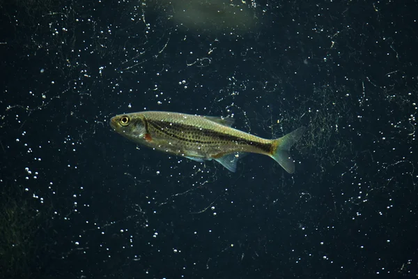 Sujtásos küsz (Alburnoides bipunctatus) — Stock Fotó