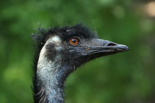 Emu (Dromaius novaehollandiae) ) — Foto de Stock