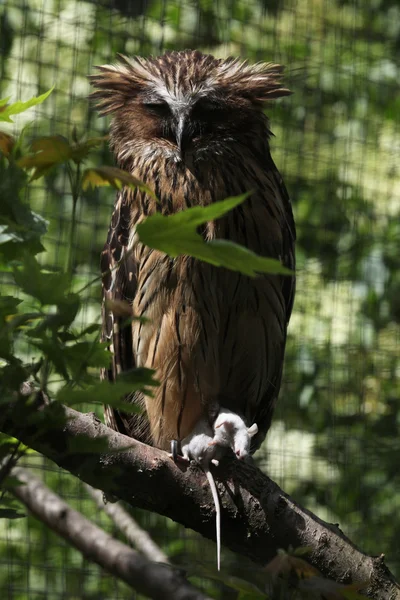 Buffy fish owl (Bubo ketupu) — Stock Photo, Image