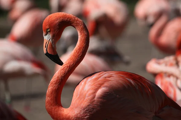 Karibská flamingo (phoenicopterus ruber) — Stock fotografie