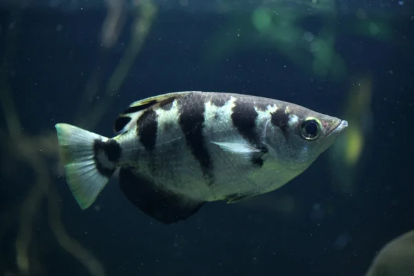 Banded archerfish (Toxotes jaculatrix)