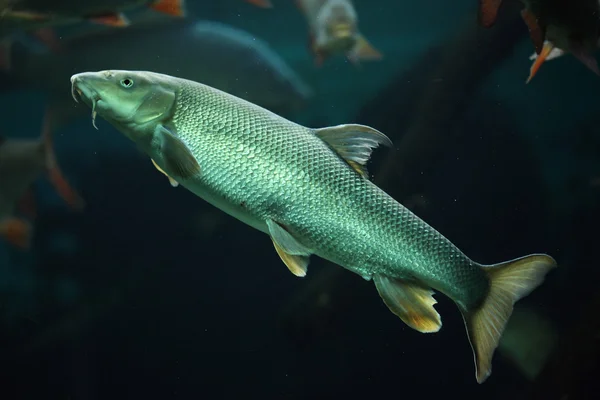 Barbel europeu (Barbus barbus ). — Fotografia de Stock