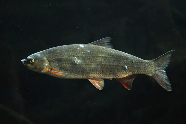 Ortak nase (chondrostoma nasus) — Stok fotoğraf