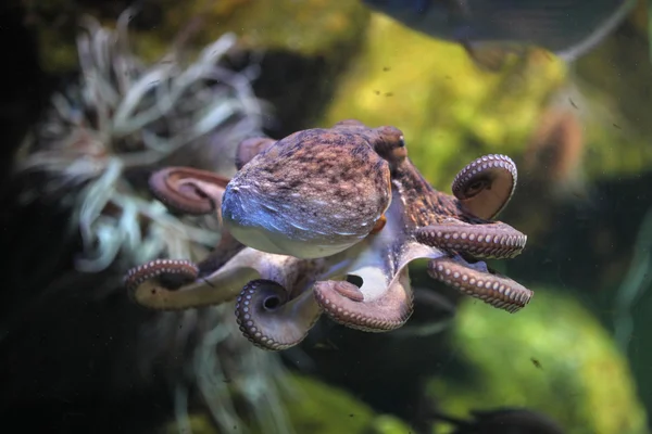 Polvo-comum (Octopus vulgaris ). — Fotografia de Stock