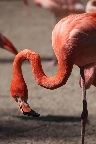 Flamingo caribenho (Phoenicopterus ruber ) — Fotografia de Stock