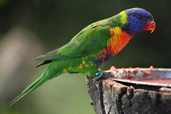 Lorikeet arcobaleno (Trichoglossus moluccanus) — Foto Stock