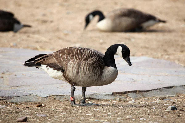 Canada goose (Branta canadensis) — Stock Photo, Image