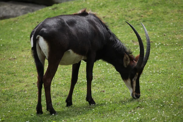 Samur antilop (hippotragus Nijer) — Stok fotoğraf