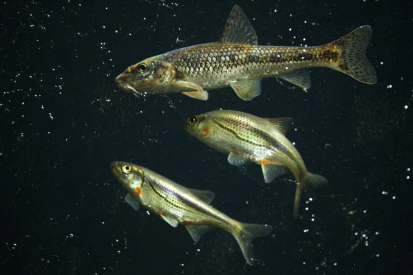 Gøgler (Gobio gobio) og spirlin (Alburnoides bipunctatus ). - Stock-foto