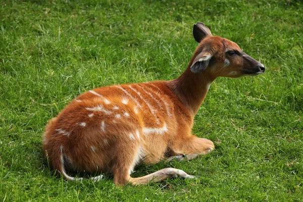 Erdő Szitutunga (tragelaphus spekii gratus) — Stock Fotó