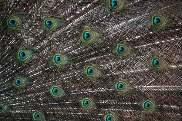 Peafowl indiano (Pavo cristatus ) — Fotografia de Stock