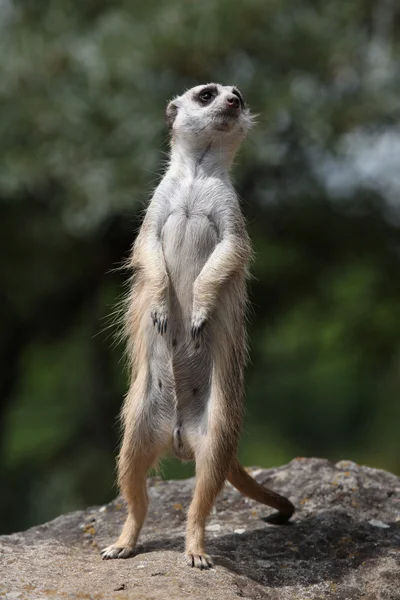 Meerkat (suricata suricatta) — Zdjęcie stockowe
