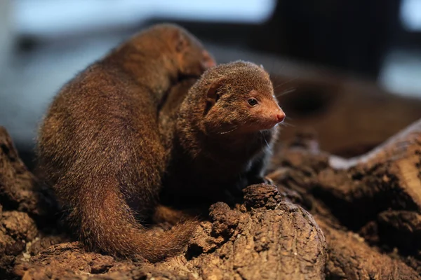 Common dwarf mongoose (Helogale parvula) — Stock Photo, Image