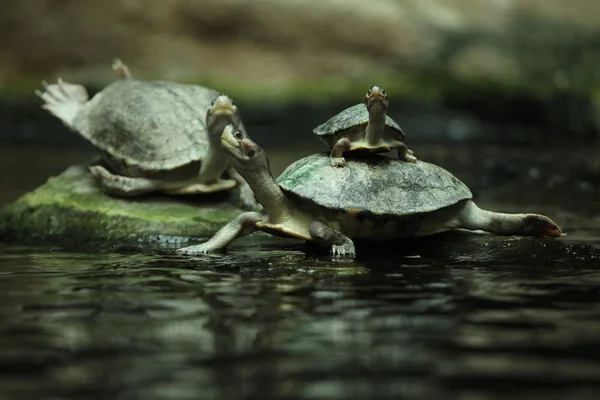 Wasserschildkröten (batagur affinis)) — Stockfoto