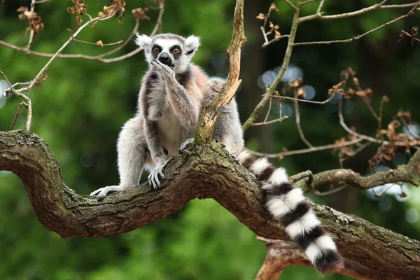 Lémur cola anillada (Lemur catta) — Foto de Stock