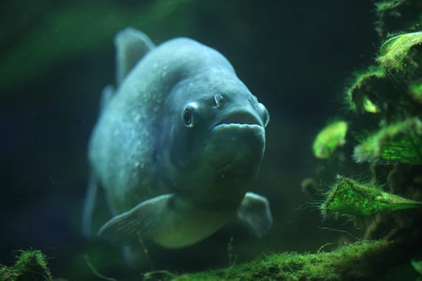 Piranha (Pygocentrus piraya)) — Stockfoto