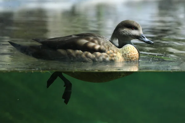 Crested eend (lophonetta specularioides) — Stockfoto