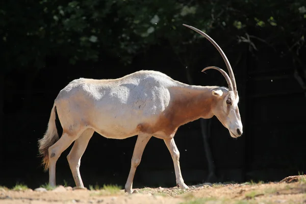 Órix cimitarra (oryx dammah) — Fotografia de Stock