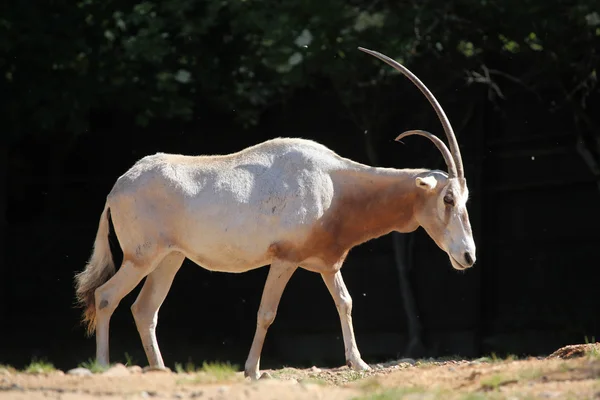 Scimitar oryx (Oryx dammah) — Stock Photo, Image