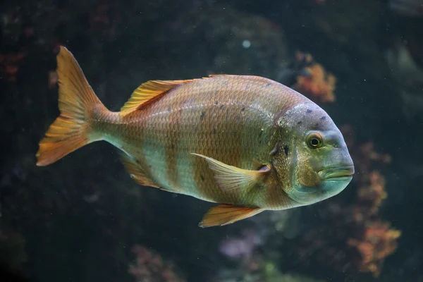 Peces pelados tropicales . — Foto de Stock