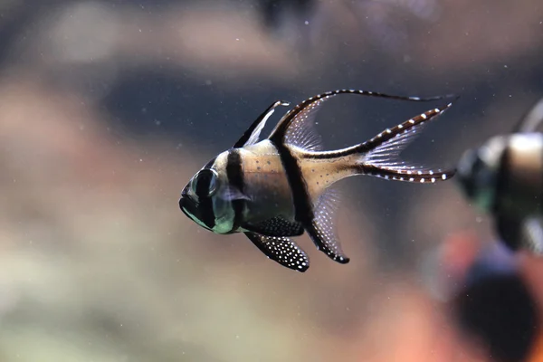 Cardenalfish de Banggai (Pterapogon kauderni ). — Foto de Stock