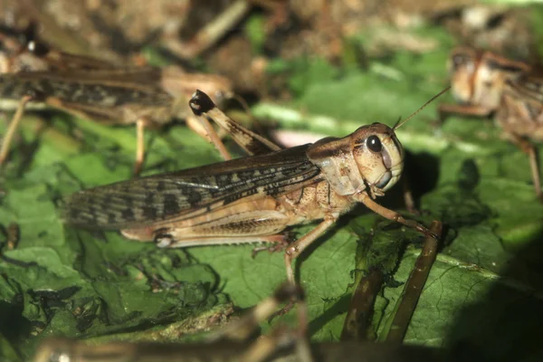 Öken locust (schistocerca gregaria). — Stockfoto