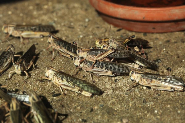 사막 메뚜기 (schistocerca gregaria). — 스톡 사진