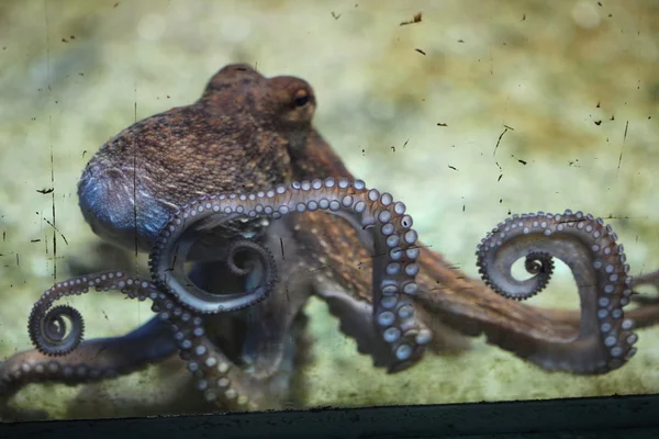 Polvo-comum (Octopus vulgaris ). — Fotografia de Stock