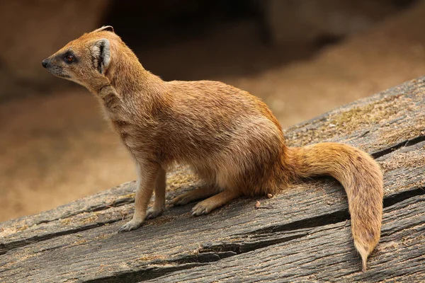 Gul mangust (cynictis penicillata) — Stockfoto