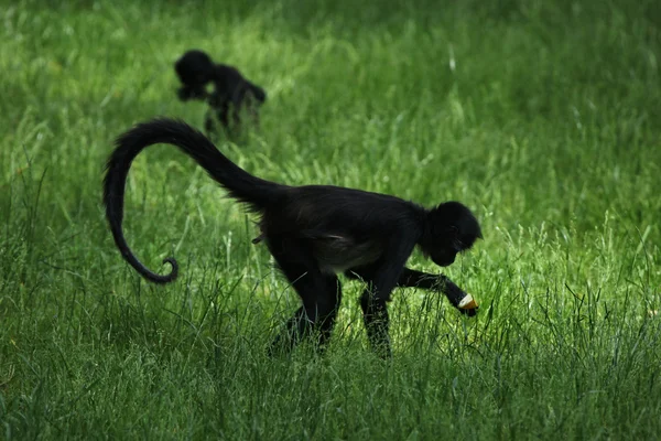 杰佛的蜘蛛猴 (ateles geoffroyi). — 图库照片