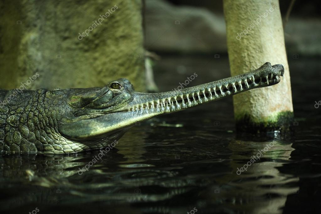 Gharial Gavialis Gangeticus Stock Photo Image By C Wrangel Gharial Gavialis Gangeticus Stock Photo Image By C Wrangel