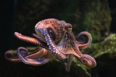 beautiful Common octopus clipart