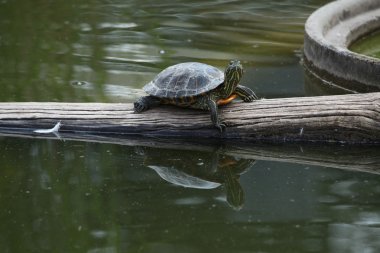 Trachemys scripta elegans