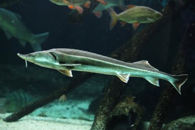 SterIeti (acipenser ruthenus)