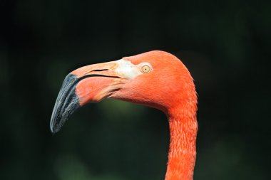 Phoenicopterus ruber ruber