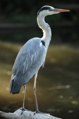 Great blue heron clipart