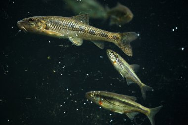 Gudgeons (Gobio gobio)
