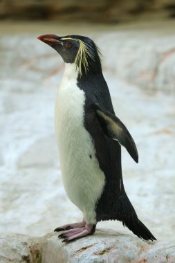 Kuzey rockhopper penguen