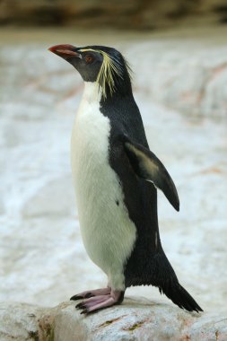 Northern rockhopper penguin clipart