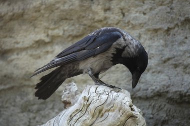 Kapüşonlu Karga (Corvus Cornix)