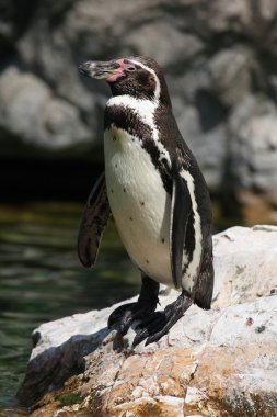 Humboldt pengueni (Spheniscus humboldti)