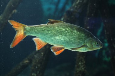 ortak rudd (scardinius erythropthalmus)