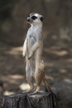 çöl faresi (suricata suricatta)