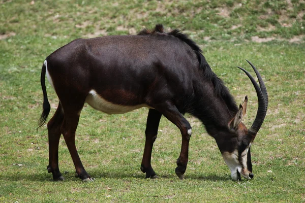 Sable antelope (Hippotragus niger) — Stock Photo, Image